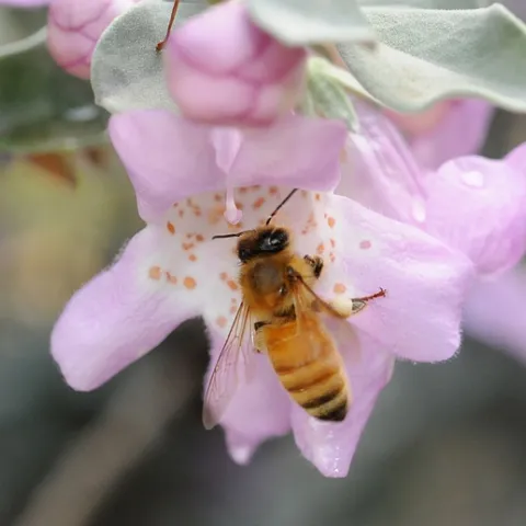 honeybees find abundant nectar in the tubular flowers of Texas sage
