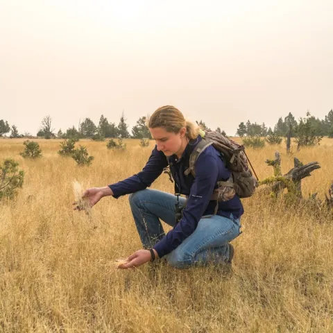 UCCE Modoc County director Laura Snell looks for African wire grass