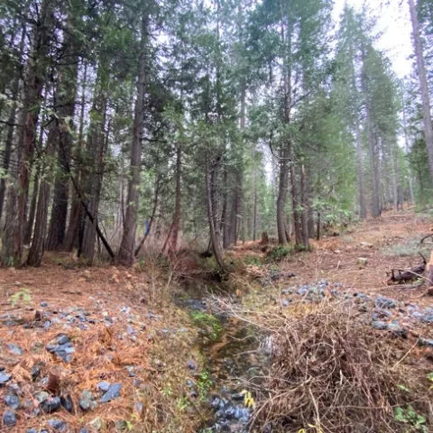 riparian area with fuels treatment