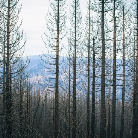 King Fire damage, El Dorado County, Blodgett Research Forest