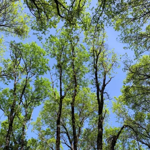 View of Lone Bobcat Woods during a Forest Stewardship Placer-Nevada County field day. Photo credit: Kim Ingram.