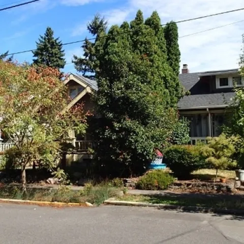 healthy urban street trees in a residential area