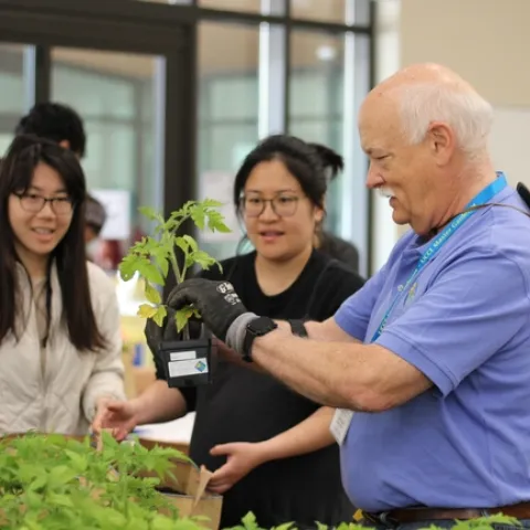 An old man gently holds a tomato plant before giving it to students.