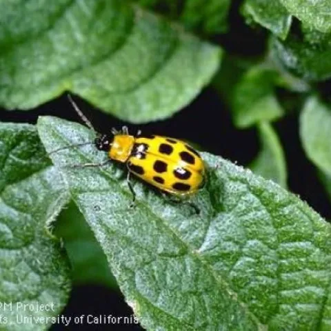 Cucumber beetle