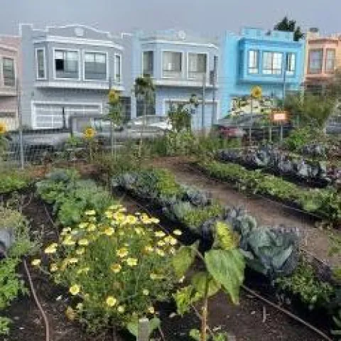 Vegetable beds filled with leafy greens at an urban farm in San Francisco. There is a row of blue houses in the background