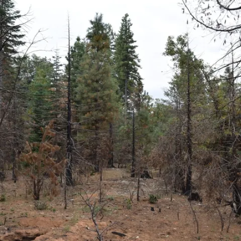 A 20-year old stand burned one year prior, showing the typical pattern of smaller-tree mortality post fire. Credit: R.York.