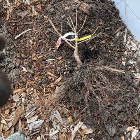 A bare root fruit tree is ready to be planted. Photo: UC Regents