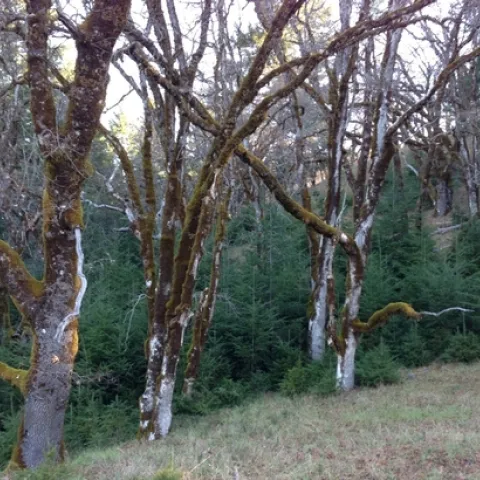 Oak woodlands with conifer encroachment