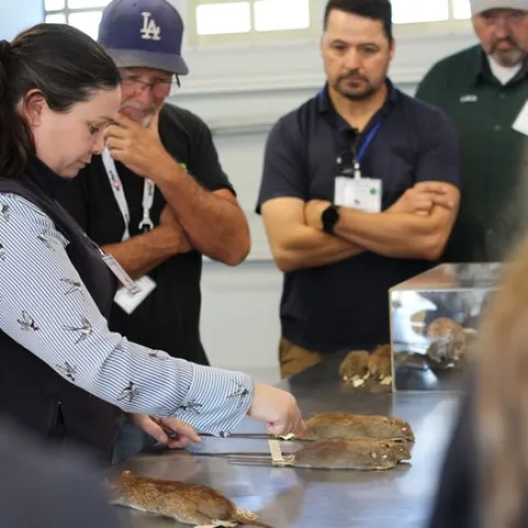 WCRA participants learning about rodent identification from Niamh Quinn, CE Advisor, who is holding a rat specimen in her hand