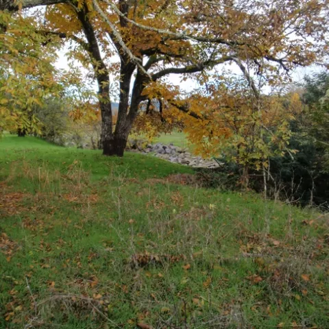 UC ANR Forest Stewardship's next workshop is in Sonoma County, and will help forest landowners explore their options for forest management. Credit: P.Aaron.