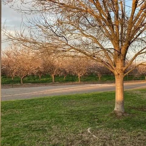 almond tree next to grove of blossoming almond trees