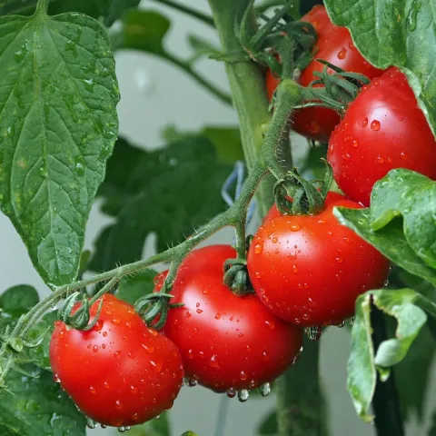 Tomato Vine with ripe tomatoes