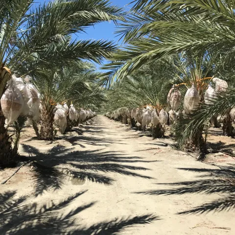 Date Palm Trees