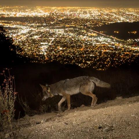 A collared coyote overlooks the lights of Los Angeles at night