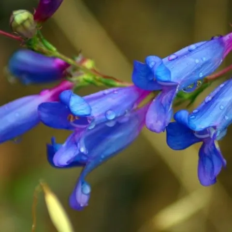 Penstemon