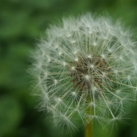 Dandelion week