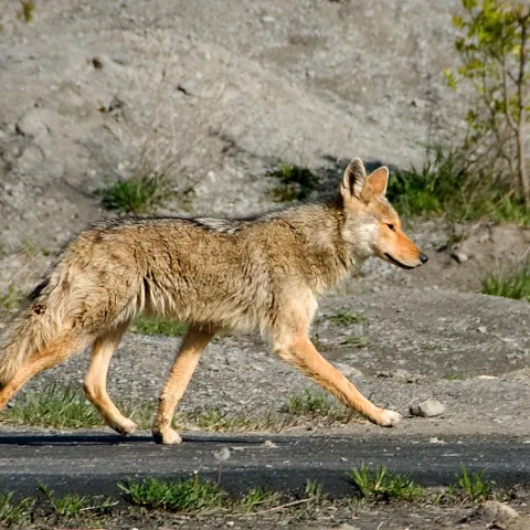 A coyote walking on a paved path.