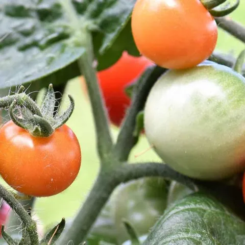 Tomato Pests and Diseases
