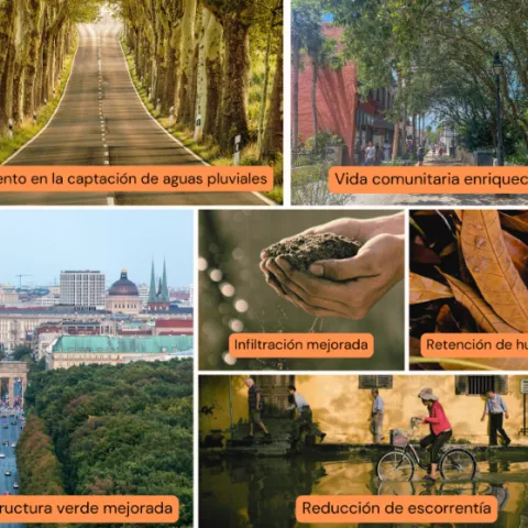 Los beneficios de los arboles urbanos