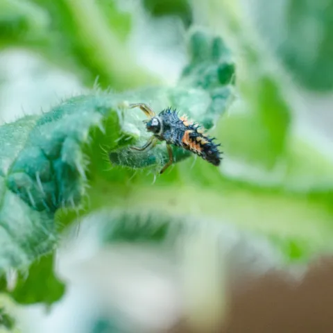 Ladybug larva hunting on borage leaf