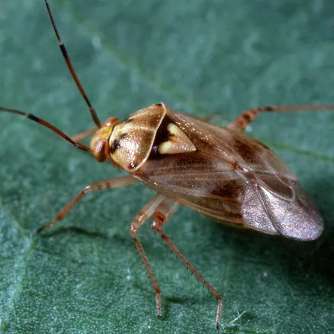 Oval-shaped insect with triangular marking on its back with membranous wings