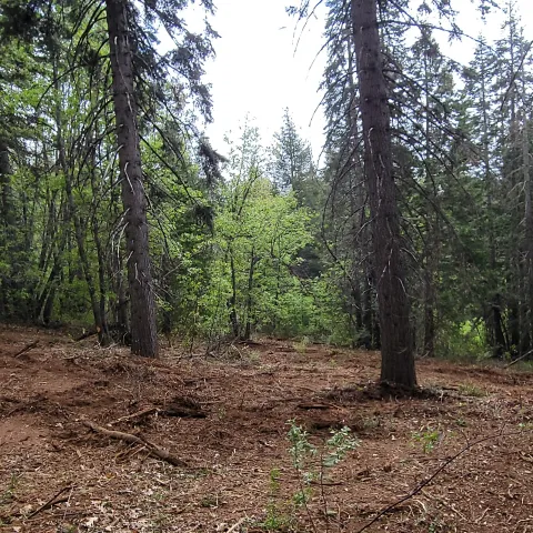 forestland post-mastication treatment