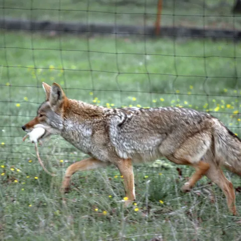 Adult coyote walking through grass area with prey in its mouth.