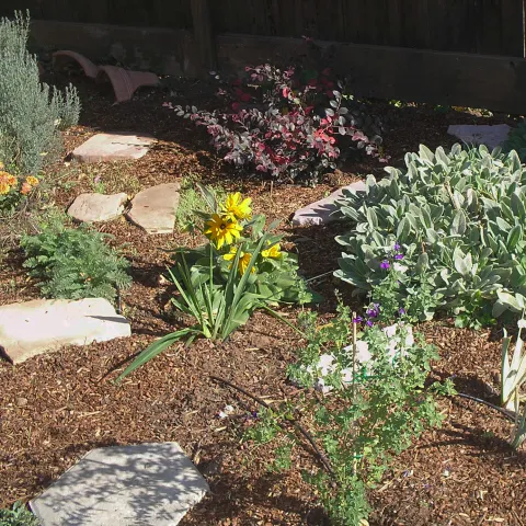 Drip lines and mulch conserve water in the ornamental garden. Laura Lukes
