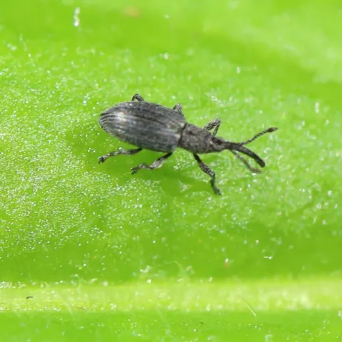 weevil on leaf