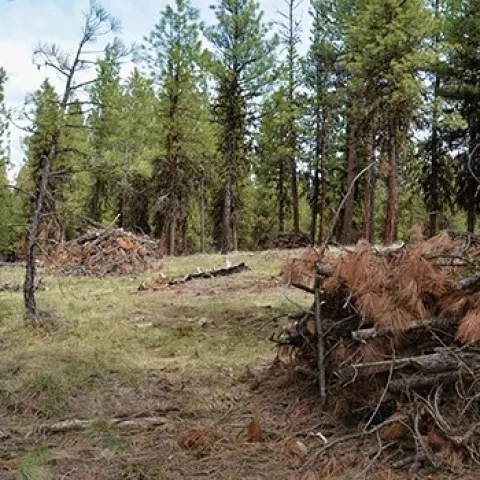Photo of unmerchantable timber in a California forest