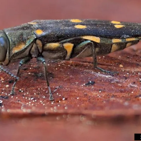 A dark brown beetle with six bright yellow spots on its back and bright yellow segments on its abdomen.