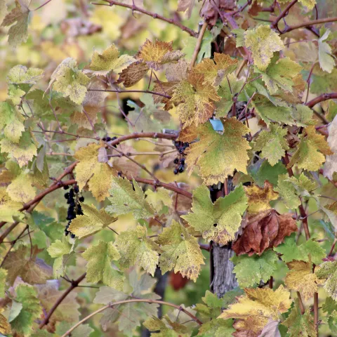 Irregular red or reddish-purple blotches on grape leaves, starting at the base of the shoots and progressing upward.