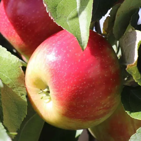 Your Backyard Orchard - Rancho Santa Margarita