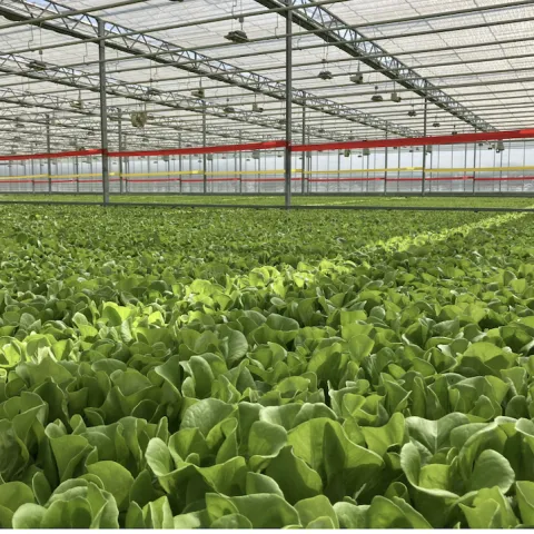 Photo credit by green house solutions(CERES)