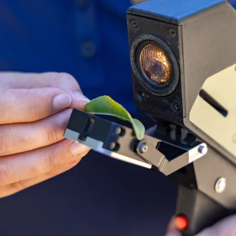 Closeup of leaf being scanned by the Leaf Monitor tool