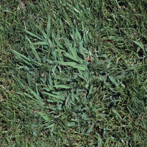A lighter-colored, spindly grass embedded in a darker green lawn.