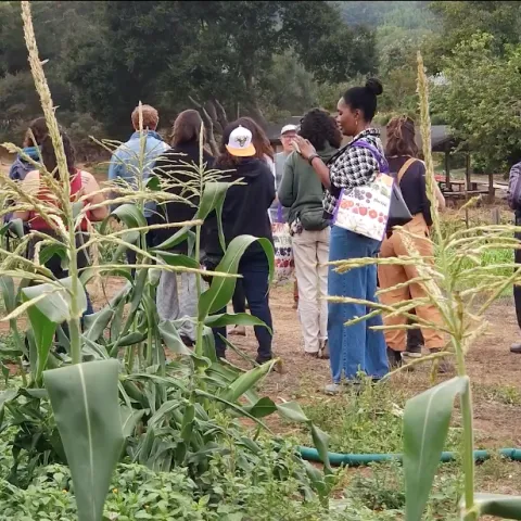 A group of people look at crops growing in field
