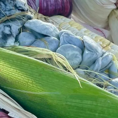 Huitlacoche or corn smut