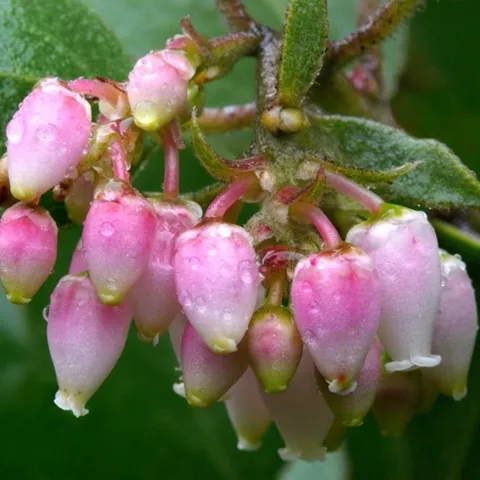 manzanita flowers