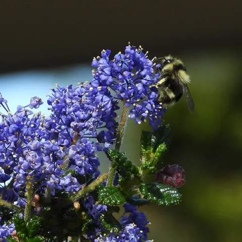Ceanothus with bumble bee
