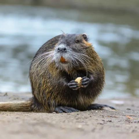 A large rodent with brown fur, orange teeth, white whiskers, and a long, sparsely-haired, rat-like tail. It is sitting on a sandy bank next to a flowing river, and its fur is wet from being in the water.