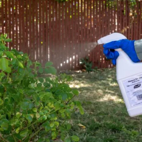 Hand and arm covered with glove and long sleeve spraying clear mist from a bottle onto a green shrub.