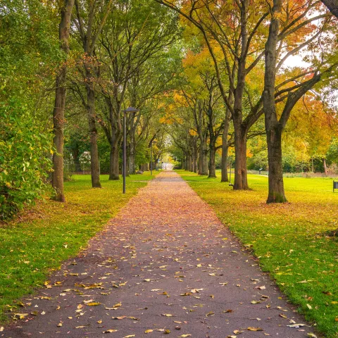 A paved walking path dotted with orange, fallen leaves, bordered by grass and shaded by trees.