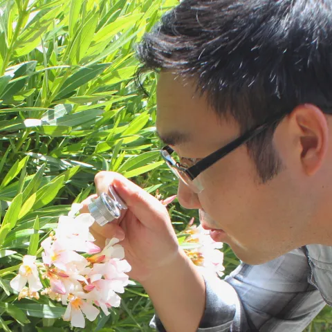 Young man examines a pinkish white flower on a green shrub with a hand lens.