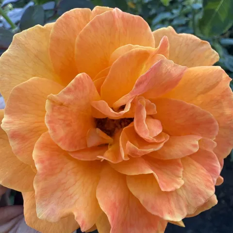 a photo of an orange rose blooming