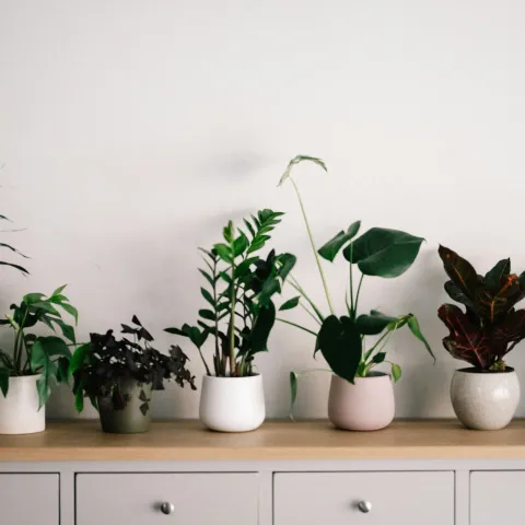Houseplants