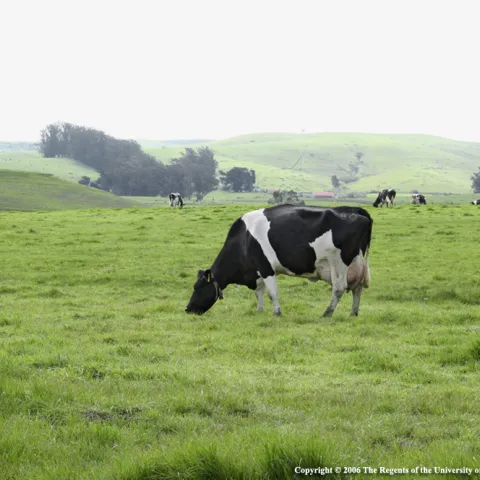 A black and white cow grazes in a green pasture