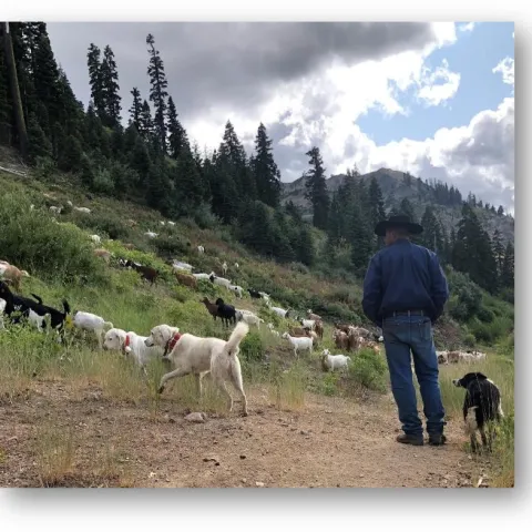 goats grazing a hillside, three cattle dogs and a man with a cowboy hat trees and mountains around