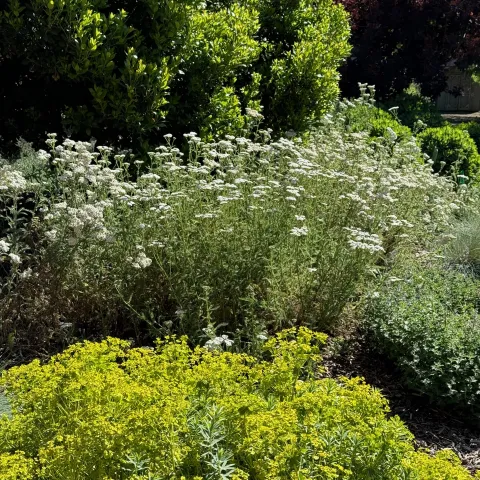 These native plants in the Demonstration Garden have been given plenty of room to grow in full sun. Laura Kling