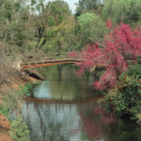 niversity Arboretum landscape, Putah Creek, and redbud, Cercis sp., Davis
